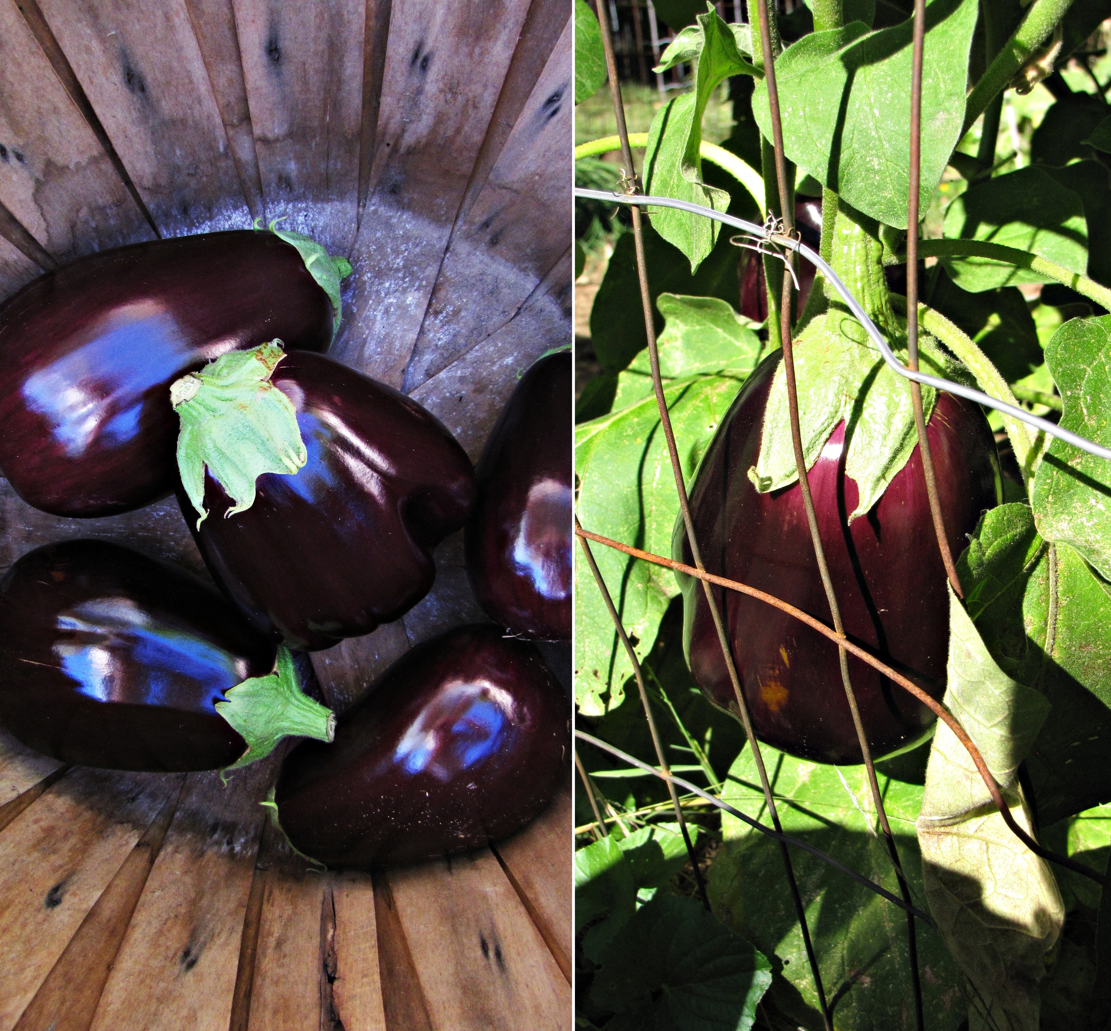 Garden: Roast Eggplant, Pesto, Whipped Goat Cheese, Wheat Berries,