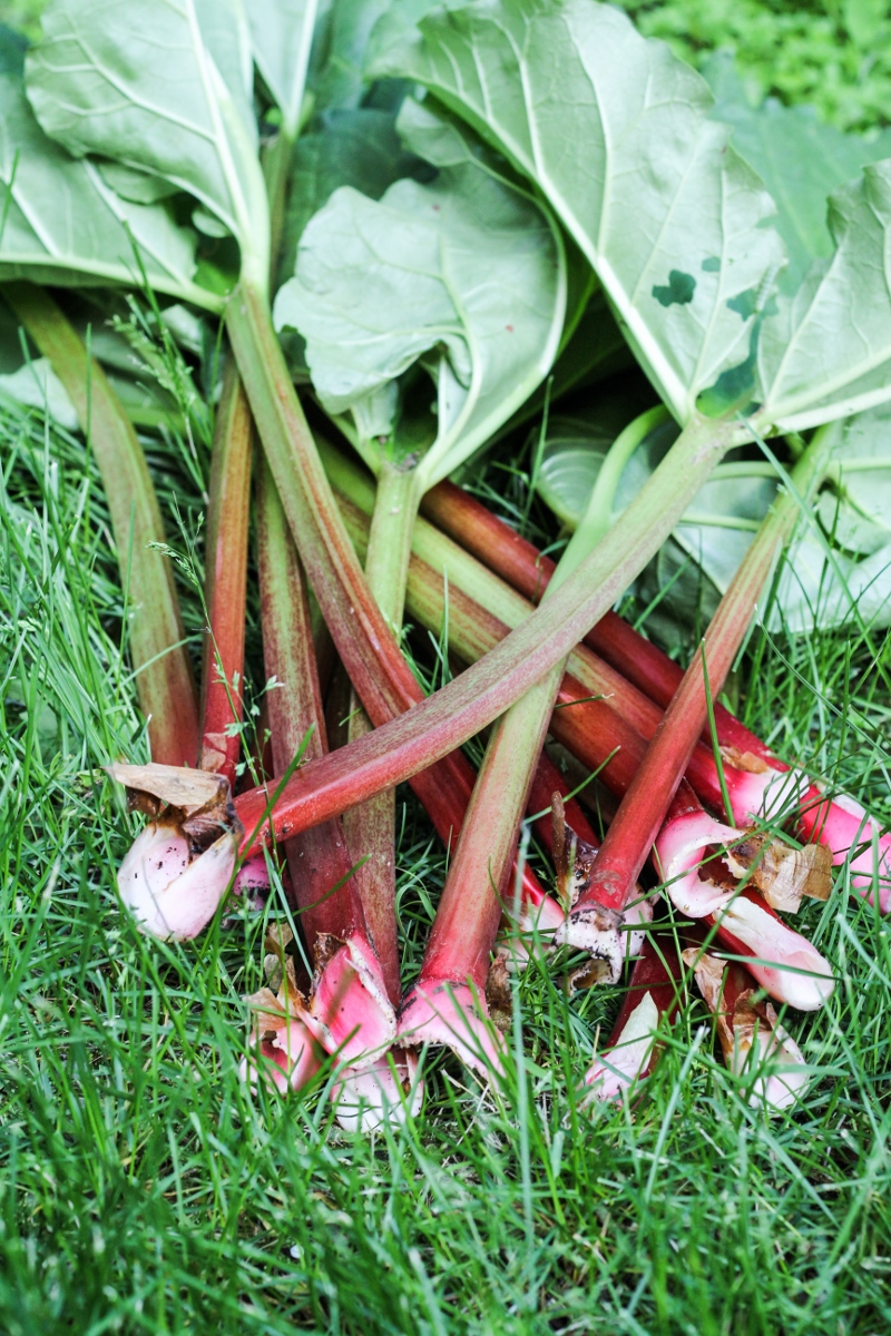 Rhubarb Harvest