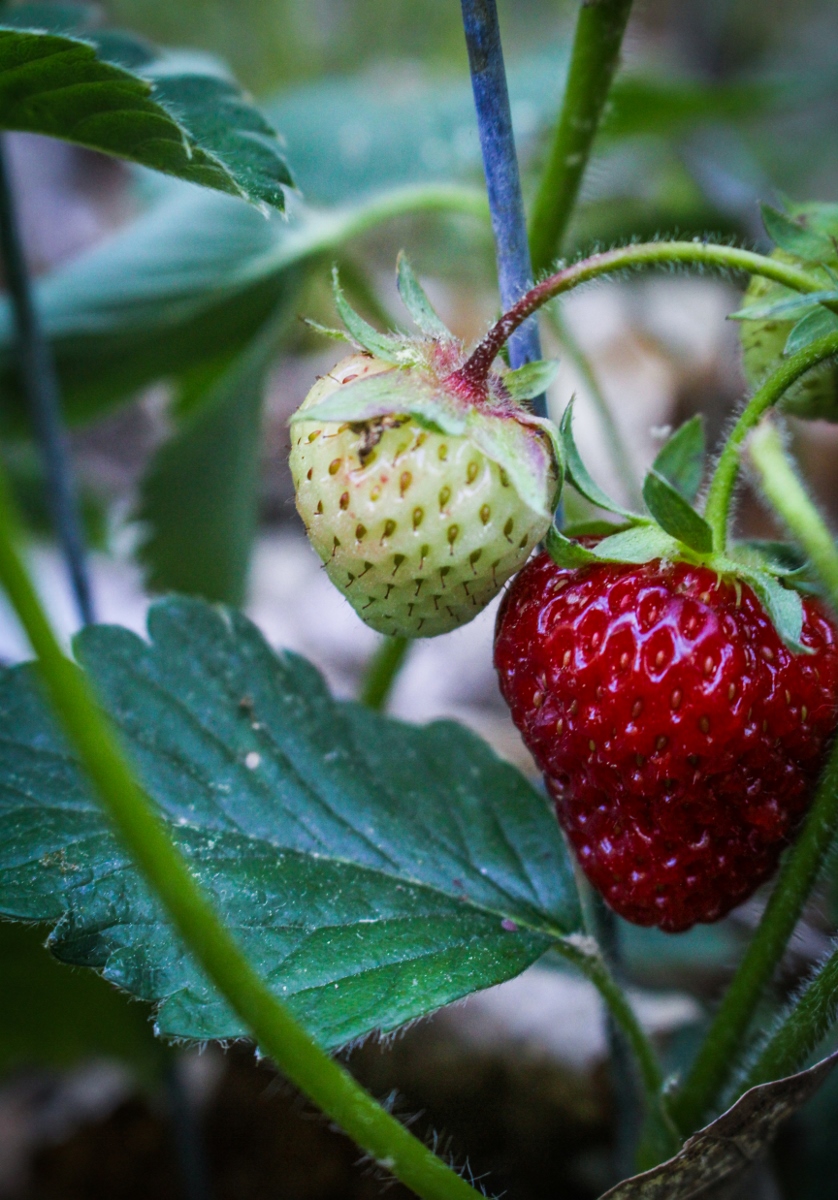 Ingredient of the Week: Strawberries // Strawberry Recipe Round-Up