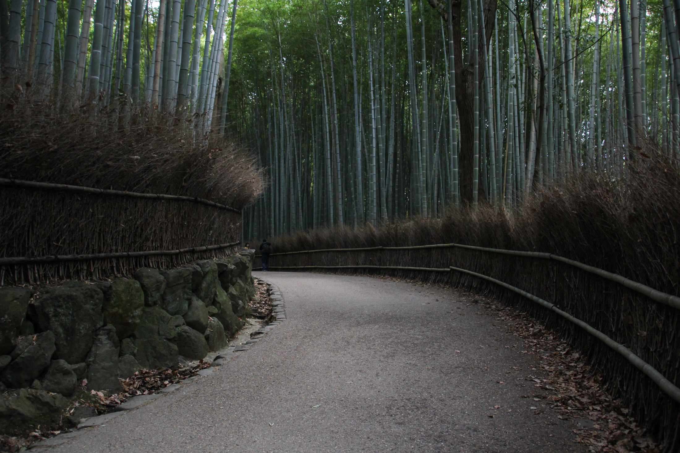 Arashiyama Bamboo Grove, Kyoto {Katie at the Kitchen Door} #Japan #travelogue