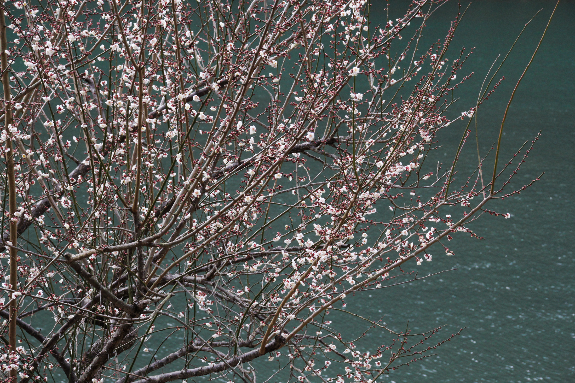 Blossoms over Arashiyama River, Kyoto {Katie at the Kitchen Door}