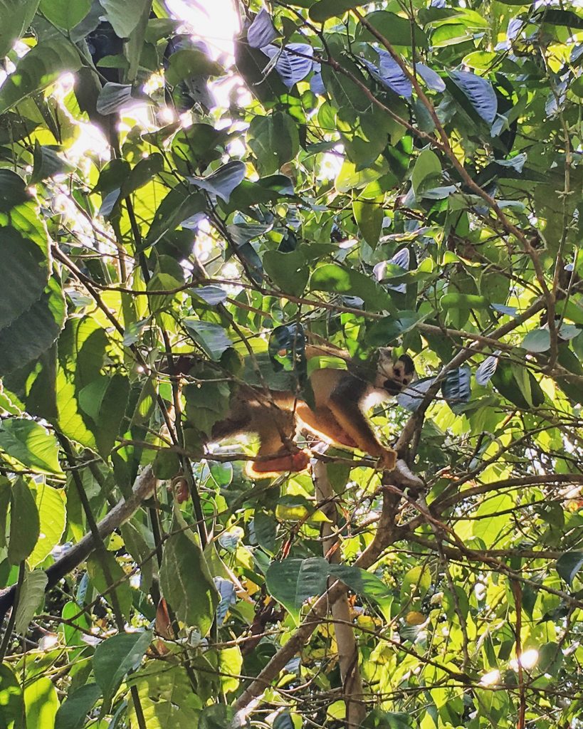 Squirrel Monkey, Manuel Antonio {Katie at the Kitchen Door}