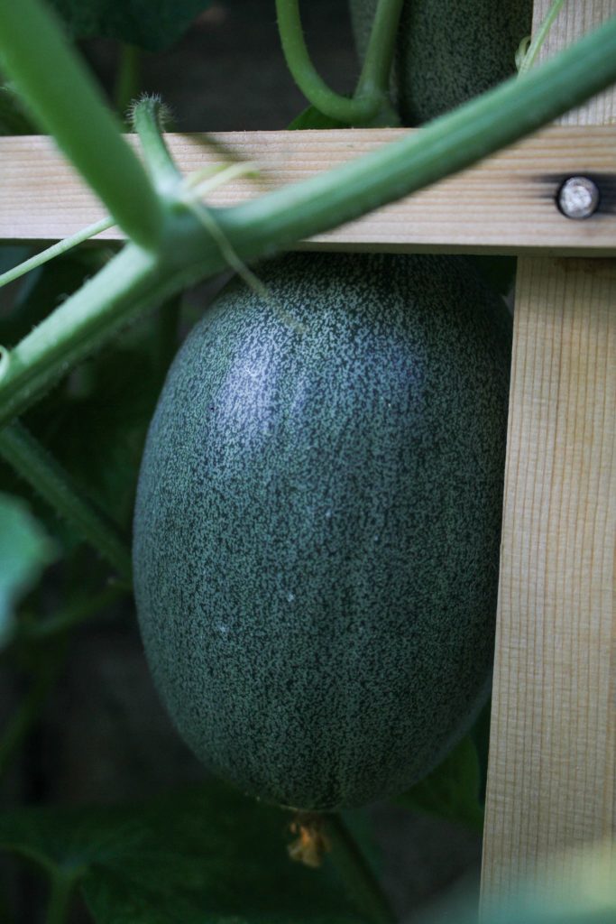 Melon {Katie at the Kitchen Door}
