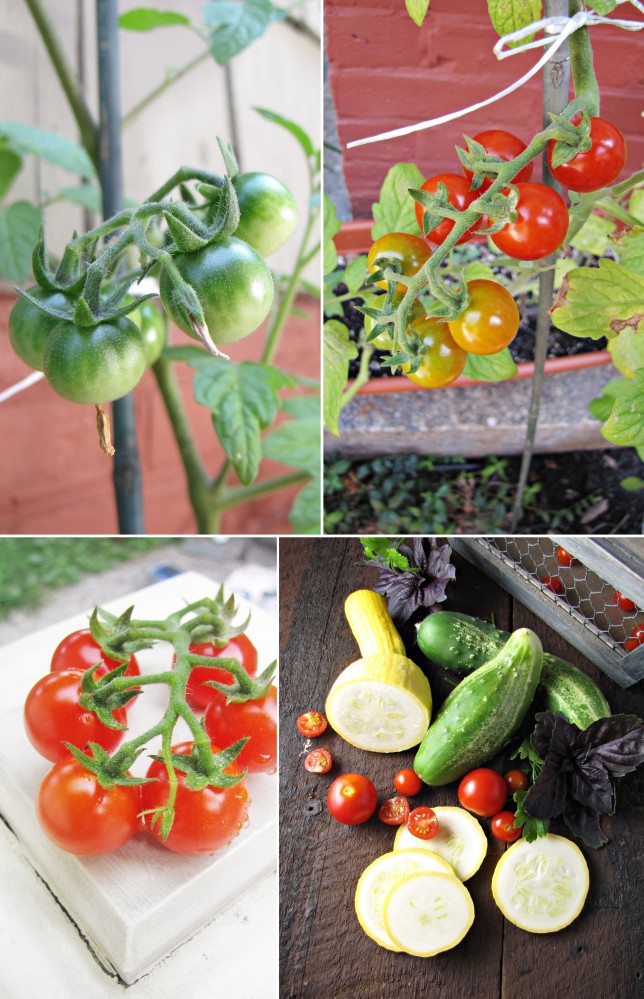 Garden: Spaghetti with Summer Squash and Tomatoes - Katie at the ...