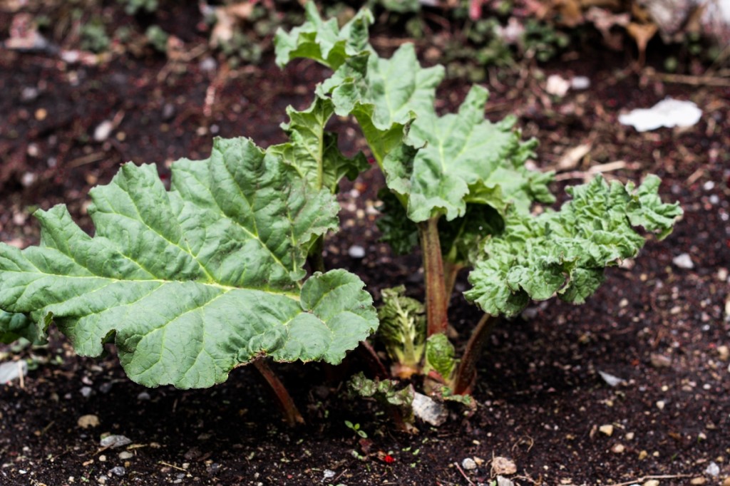 Ingredient of the Week: Rhubarb // Persian Rhubarb and Beef with Rice ...